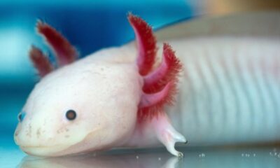 Rescatan en Venezuela un animal mexicano en peligro de extinción.