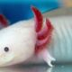 Rescatan en Venezuela un animal mexicano en peligro de extinción.