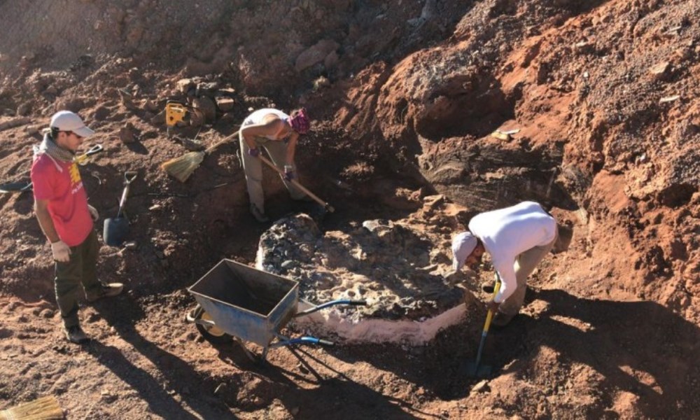San Juan es un paraiso paleontológico: continúa con la exploración y recolección de fósiles. San Juan es un paraiso paleontológico: continúa con la exploración y recolección de fósiles.