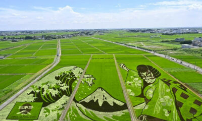 Japón: los arrozales y el trigo se transforman cada año en obras de arte.