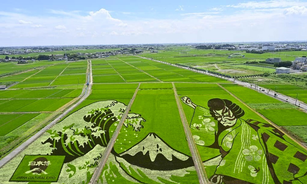 Japón: los arrozales y el trigo se transforman cada año en obras de arte.