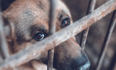 Se solicita la ayuda de la sociedad para denunciar a quienes maltraten animales.
