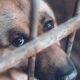 Se solicita la ayuda de la sociedad para denunciar a quienes maltraten animales.