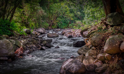 En Hawái descubren un río que huele a cerveza.