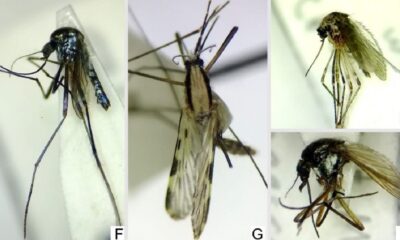 Publicaron el primer relevamiento de mosquitos en San Juan.
