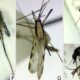 Publicaron el primer relevamiento de mosquitos en San Juan.