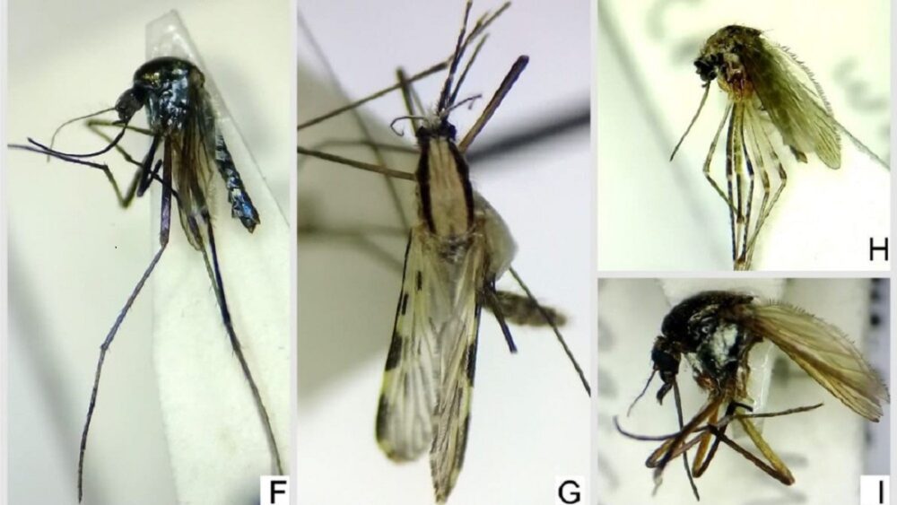 Publicaron el primer relevamiento de mosquitos en San Juan. Publicaron el primer relevamiento de mosquitos en San Juan.