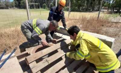 No tienen corazón: arrojaron una gata preñada a un pozo, bomberos lograron rescatarla.