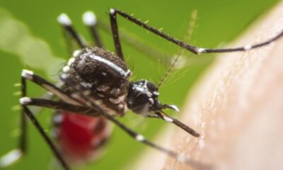 El Conicet confirma la presencia de mosquitos del dengue resistentes a insecticidas.