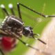 El Conicet confirma la presencia de mosquitos del dengue resistentes a insecticidas.