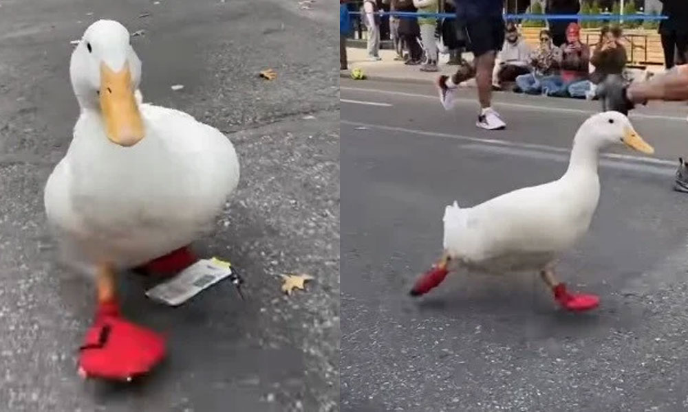 Wrinkle, el pato ‘runner’ que participó en la Maratón de Nueva York. Wrinkle, el pato ‘runner’ que participó en la Maratón de Nueva York.