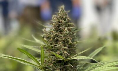 San Juan realizó la primera cosecha de cannabis medicinal.