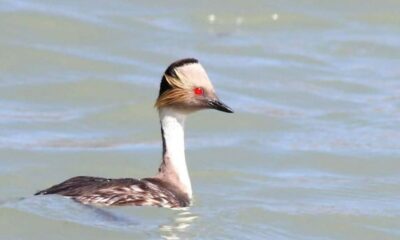 43 especies de aves avistaron en Pedernal.