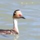 43 especies de aves avistaron en Pedernal.
