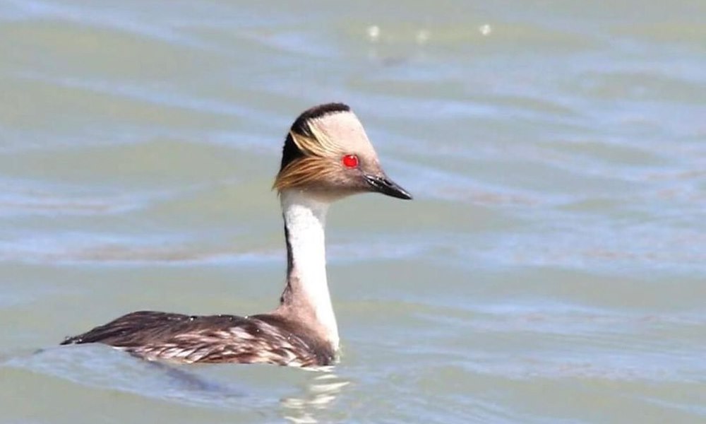 43 especies de aves avistaron en Pedernal. 43 especies de aves avistaron en Pedernal.