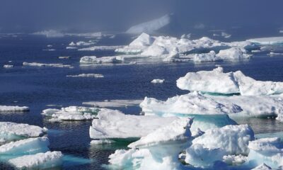 Cambio climático: Detectaron un pez tropical en el Círculo Polar Ártico.