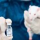 La variante ómicron infecta a ratas y a ratones, que hasta ahora eran invulnerables al virus.