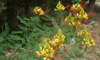 Autóctona y carnívora: Conocé esta planta que abunda en San Juan.