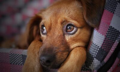 Día Mundial del Perro Adoptado: por qué se celebra el 23 de septiembre