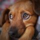 Día Mundial del Perro Adoptado: por qué se celebra el 23 de septiembre