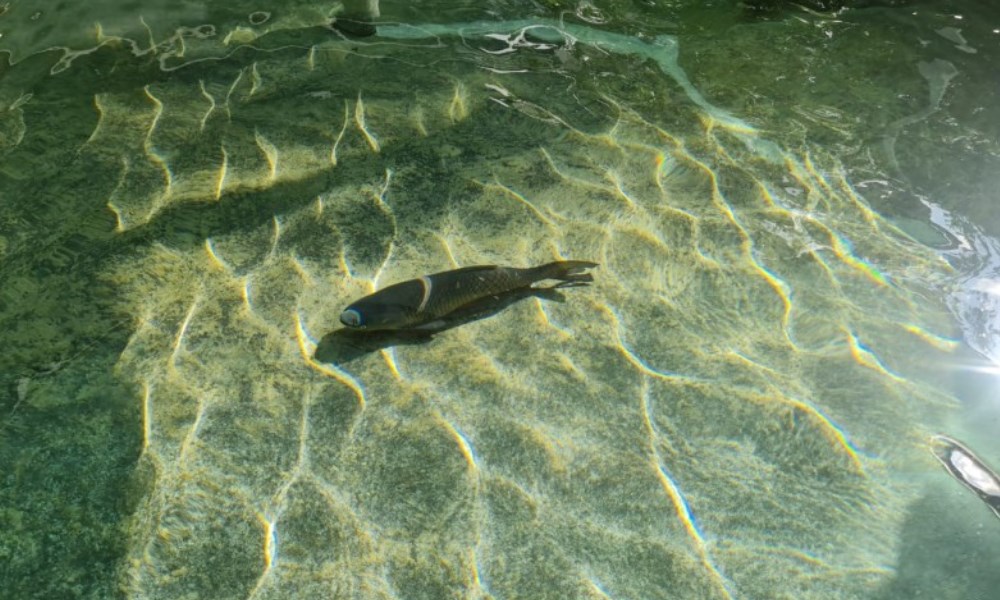 El Parque de la Biodiversidad entregó ejemplares de Sogyo a CanMe. El Parque de la Biodiversidad entregó ejemplares de Sogyo a CanMe.
