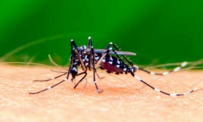 Científicos descubrieron que un pH vaginal bajo podría promover la transmisión del zika de hombre a mujer.