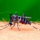 Científicos descubrieron que un pH vaginal bajo podría promover la transmisión del zika de hombre a mujer.
