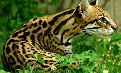 El Ocelote será reintroducido en los Esteros del Iberá