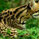 El Ocelote será reintroducido en los Esteros del Iberá