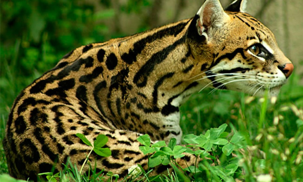 El Ocelote será reintroducido en los Esteros del Iberá El Ocelote será reintroducido en los Esteros del Iberá