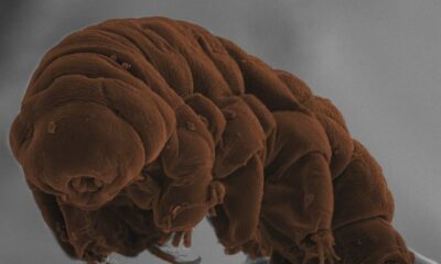 Hallan 77 nuevas especies de vida animal en la Antártida.