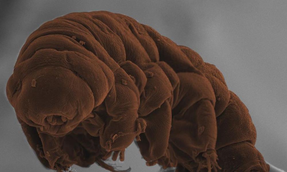 Hallan 77 nuevas especies de vida animal en la Antártida. Hallan 77 nuevas especies de vida animal en la Antártida.
