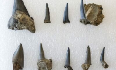 Fósiles de microorganismos revelan la evolución del clima y la vida en la Tierra.