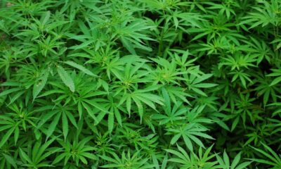 Hallazgo arqueológico prueba que el cannabis era un alimento básico en la China antigua.