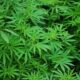 Hallazgo arqueológico prueba que el cannabis era un alimento básico en la China antigua.