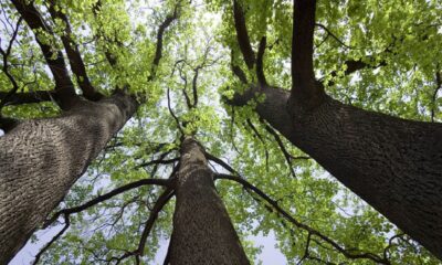 Bosques Urbanos: La iniciativa para disminuir las altas temperatura.