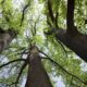 Bosques Urbanos: La iniciativa para disminuir las altas temperatura.