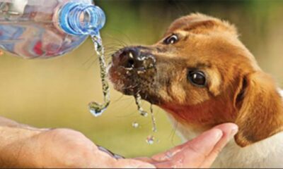 Tips de cuidado: animales agobiados por la ola de calor.