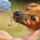 Tips de cuidado: animales agobiados por la ola de calor.