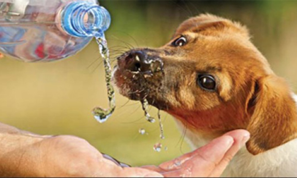 Tips de cuidado: animales agobiados por la ola de calor. Tips de cuidado: animales agobiados por la ola de calor.