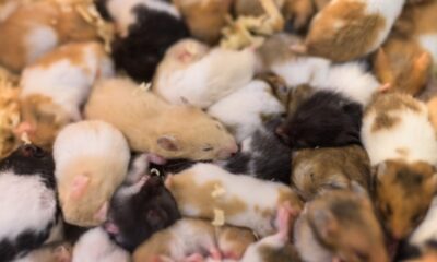 Sacrificarán a miles de hámsteres sospechosos de provocar un brote de coronavirus.