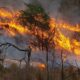 Nueve provincias tienen incendios forestales activos.