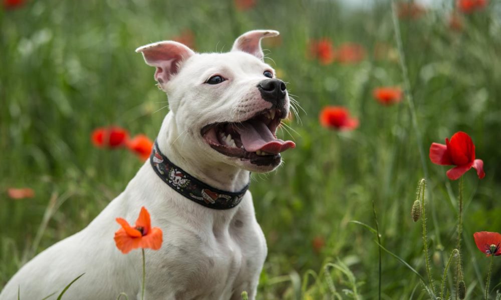 Inicia la preinscripción para poder chipear gratuitamente a perros potencialmente peligrosos. Inicia la preinscripción para poder chipear gratuitamente a perros potencialmente peligrosos.
