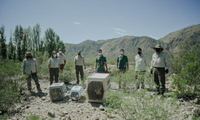 La Dirección de Conservación y Áreas Protegidas liberó 100 aves recuperadas en operativos.￼