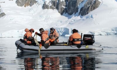 Investigan el impacto del cambio climático y la sobrepesca en los peces de la Antártida.