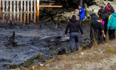 Decenas de delfines encallaron en las costas de Ushuaia.