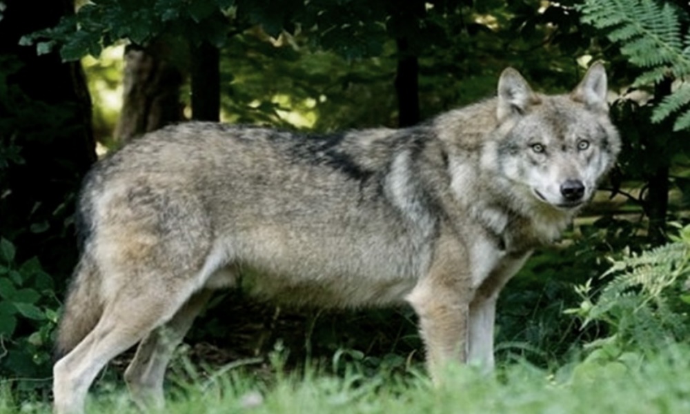 Tras la invasión de jabalíes de 2021, aumenta ahora la presencia de lobos en Roma. Tras la invasión de jabalíes de 2021, aumenta ahora la presencia de lobos en Roma.