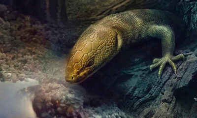 Encontraron una lagartija perfectamente conservada que habitó la Tierra mucho antes que el ‘Tyrannosaurus rex’.