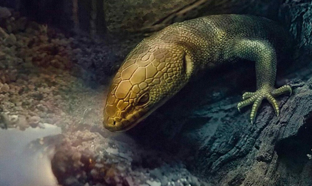 Encontraron una lagartija perfectamente conservada que habitó la Tierra mucho antes que el ‘Tyrannosaurus rex’. Encontraron una lagartija perfectamente conservada que habitó la Tierra mucho antes que el ‘Tyrannosaurus rex’.