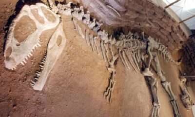 Una nueva investigación afirma que los dinosaurios se extinguieron por el cambio climático.